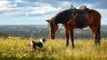 An Aussie dog and a brown horse look at each other meet on the street in the summer in a village in a meadow Concept of friendship Royalty Free Stock Photo
