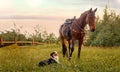 An Aussie dog and a brown horse look at each other meet on the street in the summer in a village in a meadow Concept of friendship Royalty Free Stock Photo