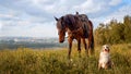 An Aussie dog and a brown horse look at each other meet on the street in the summer in a village in a meadow Concept of friendship Royalty Free Stock Photo