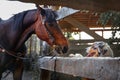 An Aussie dog and a brown horse look at each other meet on the street in the summer in a village in a meadow Concept of friendship Royalty Free Stock Photo