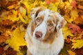 Aussie dog in fall leaves