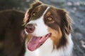 Aussie dog portrait, close-up. Funny smiling australian shepherd, focus on eyes