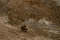 Aussie dog red tricolor is actively spending time in nature. Australian Shepherd puppy climbing up sand dune with a glade of