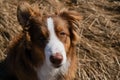 Aussie dog is red tricolor with shaggy funny ears, chocolate nose and white stripe on his head on clear sunny day outside. Royalty Free Stock Photo