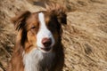 Aussie dog is red tricolor with shaggy funny ears, chocolate nose and white stripe on his head on clear sunny day outside. Royalty Free Stock Photo