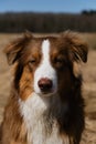 Aussie dog is red tricolor with shaggy funny ears, chocolate nose and white stripe on his head on clear sunny day outside. Royalty Free Stock Photo