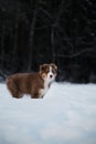 Aussie dog on walk in winter park. Bobtail puppy. Puppy of Australian shepherd dog red tricolor with white stripe stands in snow Royalty Free Stock Photo