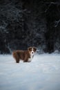 Aussie dog on walk in winter park. Bobtail puppy. Puppy of Australian shepherd dog red tricolor with white stripe stands in snow Royalty Free Stock Photo