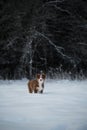 Aussie dog on walk in winter park. Bobtail puppy. Puppy of Australian shepherd dog red tricolor with white stripe stands in snow Royalty Free Stock Photo