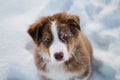 Aussie dog on walk in winter park. Close up portrait of snowflake on dogs muzzle. Portrait of Australian Shepherd puppy red