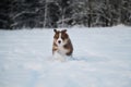 Aussie dog on walk in winter park. Ears in different directions from speed and wind. Puppy of Australian shepherd dog red tricolor