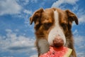Aussie enjoys eating fruit on warm day. Dog on background of blue sky with clouds. Concept of pets as people. Australian Shepherd Royalty Free Stock Photo