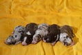 Aussie five children are lying together and sleeping. Puppies of color red merle and tricolor and blue merle. Soap bubbles. Litter