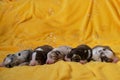 Aussie five children are lying together and sleeping. Puppies of color red merle and tricolor and blue merle. Soap bubbles. Litter