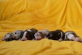 Aussie five children are lying together and sleeping, side view. Puppies of color red merle and tricolor, and blue merle. Litter