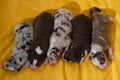 Aussie five children are lying together and sleeping, top view. Puppies of color red merle and tricolor and blue merle. Litter of