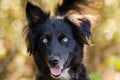Aussie Husky mixed breed dog Royalty Free Stock Photo
