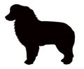 Aussie or kelpie black silhouette