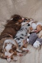 Aussie kids are real shepherds. Three puppies of Australian Shepherd dog red tricolor, Merle and blue Merle lie on soft fluffy