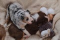 Aussie kids are real shepherds. Two puppies of Australian Shepherd dog red tricolor and blue Merle lie on soft fluffy white