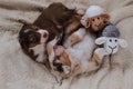 Aussie kids are real shepherds. Two puppies of Australian Shepherd dog red tricolor and red Merle lie on soft fluffy white