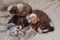 Aussie kids are real shepherds. Two puppies of Australian Shepherd dog red tricolor and one puppy red Merle lie on soft fluffy