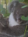 Koala Royalty Free Stock Photo