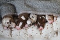 Aussie puppies lie and sleep on white pillows covered with warm gray knitted blanket. Newborn Australian Shepherd dogs. Five Royalty Free Stock Photo