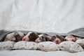 Aussie puppies lie and sleep on white pillows covered with warm gray knitted blanket. Newborn Australian Shepherd dogs. Five Royalty Free Stock Photo