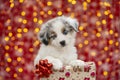 Aussie puppy in a gift box with a bow
