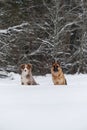 Aussie puppy red tricolor and German shepherd walk in winter park and pose smiling. Australian Shepherd is young dog. Friends on Royalty Free Stock Photo