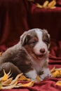 Aussie puppy red tricolor sits on bright red blanket among yellow fallen autumn leaves. Young Australian Shepherd dog smiles.