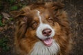 Aussie red tricolor is not combed. Cheerful face of pet outside in summer. Beautiful young brown happy shaggy Australian