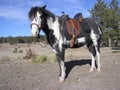 Aussie Saddle and Bosal Royalty Free Stock Photo