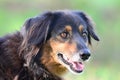 Aussie Setter mix dog, Pet rescue adoption photography Royalty Free Stock Photo