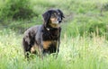 Aussie Setter mix dog, Pet rescue adoption photography Royalty Free Stock Photo