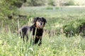 Aussie Setter mix dog, Pet rescue adoption photography Royalty Free Stock Photo