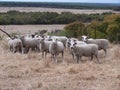 Aussie Sheep Royalty Free Stock Photo