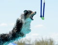 Aussie about to grab a toy during dock diving Royalty Free Stock Photo