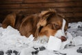 Aussie is young crazy dog making mess. Dog is alone at home entertaining himself by eating toilet paper. Charming brown Australian