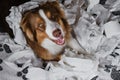 Aussie is young crazy dog making mess rejoicing. Dog is alone at home entertaining himself by eating toilet paper. Charming brown