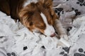 Aussie is young crazy dog making mess. View from above. Dog is alone at home entertaining himself by eating toilet paper. Charming