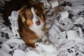 Aussie is young crazy dog making mess. View from above. Dog is alone at home entertaining himself by eating toilet paper. Charming