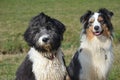 Aussiedoodle and Australian Shepherd Royalty Free Stock Photo