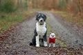 Aussiedoodle and Chihuahua Royalty Free Stock Photo