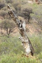 Australian Barn Owl Royalty Free Stock Photo