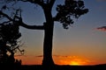 Austin 360 Bridge Tree Top Silhouette Sunset Royalty Free Stock Photo