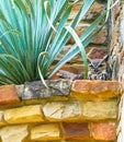 AUSTIN, TEXAS - APRIL 3, 2018 - A Great Horned Owl Bubo virgini