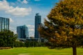 Austin Texas Grass Park near Downtown Pine Tree Fall Colors Close Up Royalty Free Stock Photo