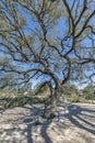 Austin, Texas- Large tree with metal barriers at Waterloo Park Royalty Free Stock Photo